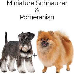 Pom- A-Nauze Dog